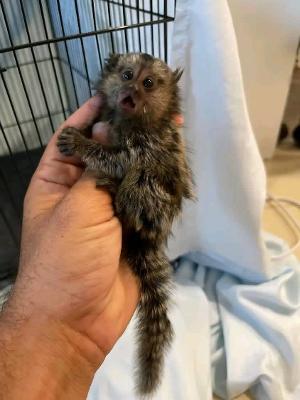 Adorable Baby Monkeys Available for Adoption