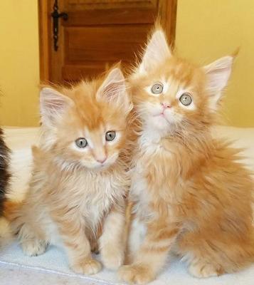 Discover the Magic of Maine Coon Cats This Christmas!