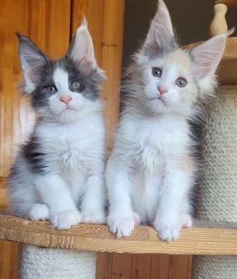 Maine Coon Kittens for Adoption: Find Your Perfect Furry Companion