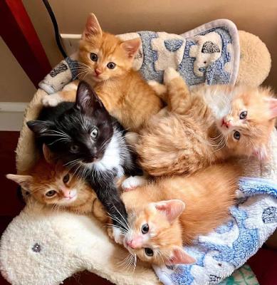 Maine Coon Cats for Christmas Gifts