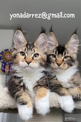 Maine Coon Kittens for Sale | Adorable & Healthy Kittens Available