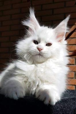 Adopt Maine Coon Kittens: Rehoming Opportunities