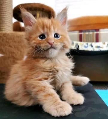 Adopt Maine Coon Kittens: Find Your Perfect Feline Companion Today!