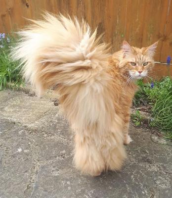 Adorable Maine Coon Kittens Ready for Adoption