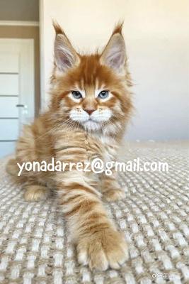 Adorable Maine Coon Kittens Available for Adoption