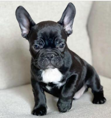 Buy Astra French bulldog