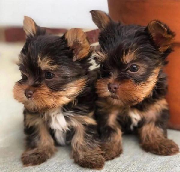 AKC Yorkie puppies for sale Text / call :(330) 910 0534