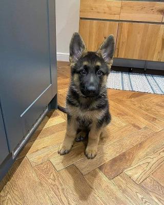 AKC Registered German Shepherd For Rehoming