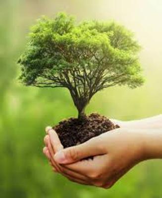 Plant a Tree In Memory