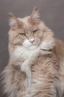 Adopt Maine Coon Kittens: Ready for New Homes!