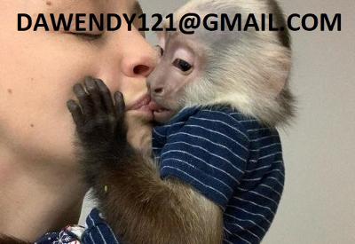 Healthy Capuchin Monkeys for Sale | Baby Capuchins Available