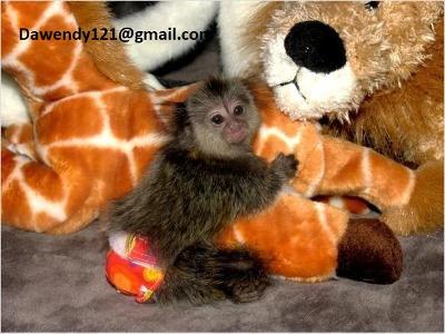 Adorable Baby Capuchin and Marmoset Monkeys for Sale