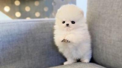 Adorable Teacup Pomeranian Puppies for Sale - Perfect Family Pets