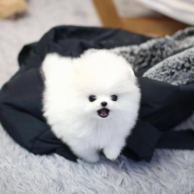 Teacup Pomeranian Puppies for Sale - Adorable and Affectionate