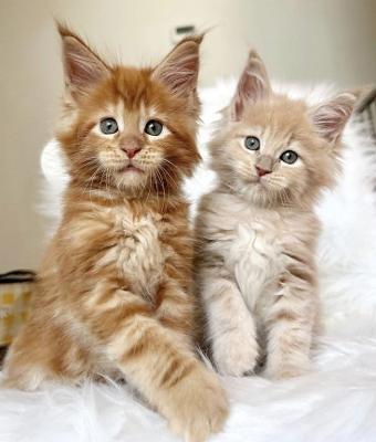 Adopt Maine Coon Kittens: Rehoming Guide
