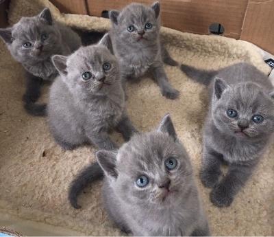 British Shorthair kittens blue