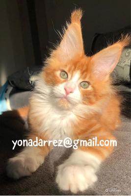 Adopt Maine Coon Kittens - Find Your Perfect Feline Companion