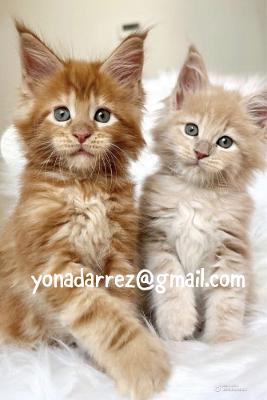Maine Coon Kittens Available for Adoption