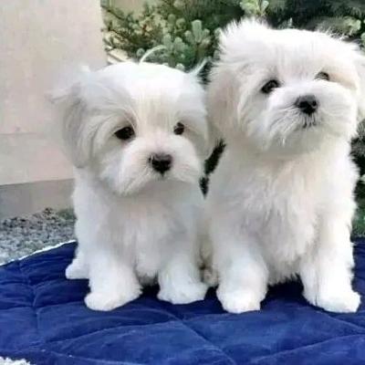 Beautiful Maltese puppies