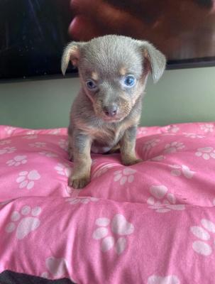 Teacup Chihuahua Puppies for sale