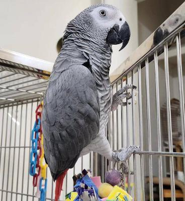 africa grey parrot available