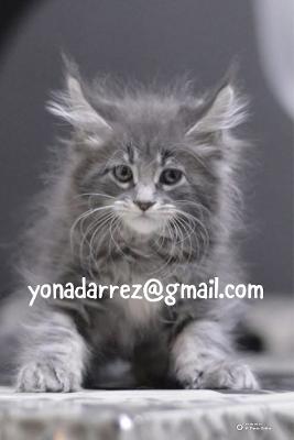 Adopt Maine Coon Kittens: Find Your Perfect Feline Companion