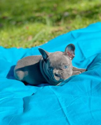 Healthy french bulldog puppies