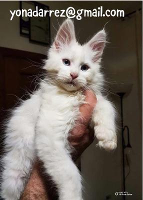 Adopt Maine Coon Kittens: Find Your Furry Friend Today