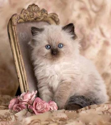 Buy Himalayan cat in india – Adorable Himalayan kittens for Sale