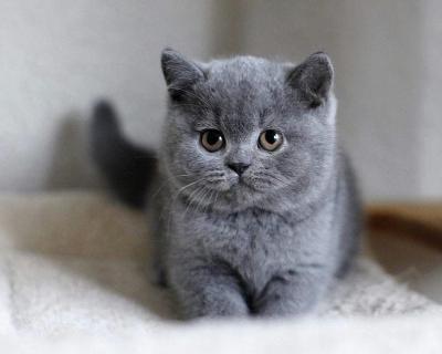 Looking to Buy a British Shorthair Kitten from a Trusted Cattery in Mumbai?​