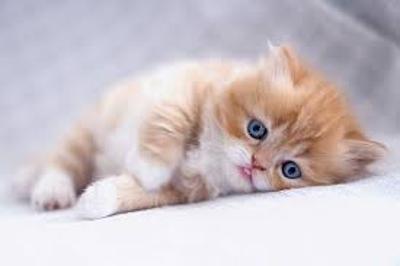 Buy purebred kittens online