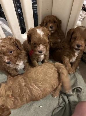 Cavapoo Puppies Rehoming