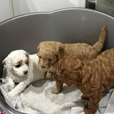 Cavapoo Puppies Rehoming