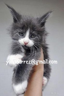 Adopt Cute Maine Coon Kittens - Available Now