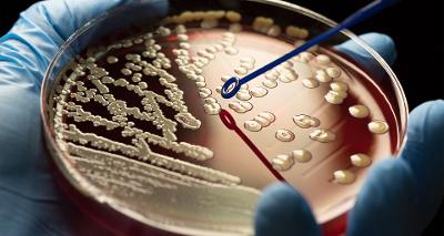 B.Sc. Microbiology at Vidya University Meerut