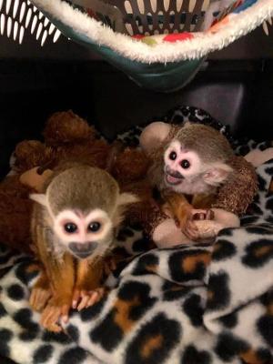 Baby Marmoset, Spider, and Capuchin Monkeys Available for Rehoming