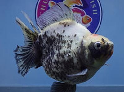 Best Fancy Goldfish in Austin