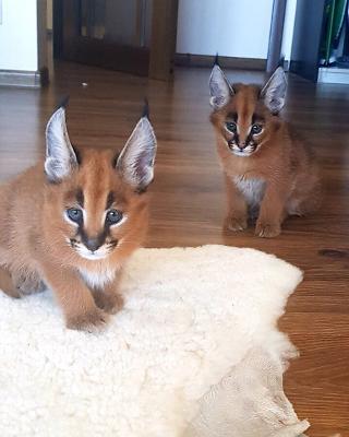 Home Raised Exotic Cats: Ocelots, Caracals, F1-F3 Savannahs, and Servals