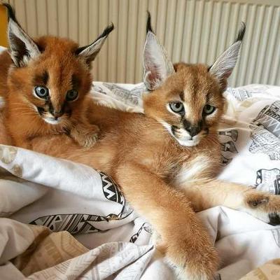 Exotic Cats for Sale: Hand-Raised Ocelots, Caracals, and Savannahs