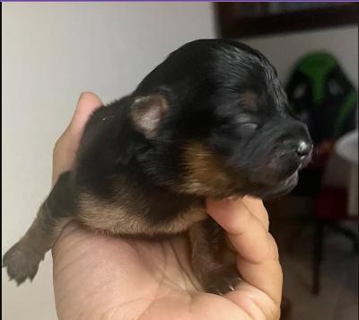 Teacup Chihuahua Puppies for sale