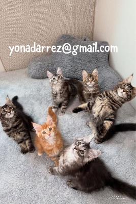Adorable Maine Coon Kittens Ready for New Homes