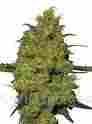PURE OG kush,hite Widow,Purple Kush and all other related meds for sale at affordable
