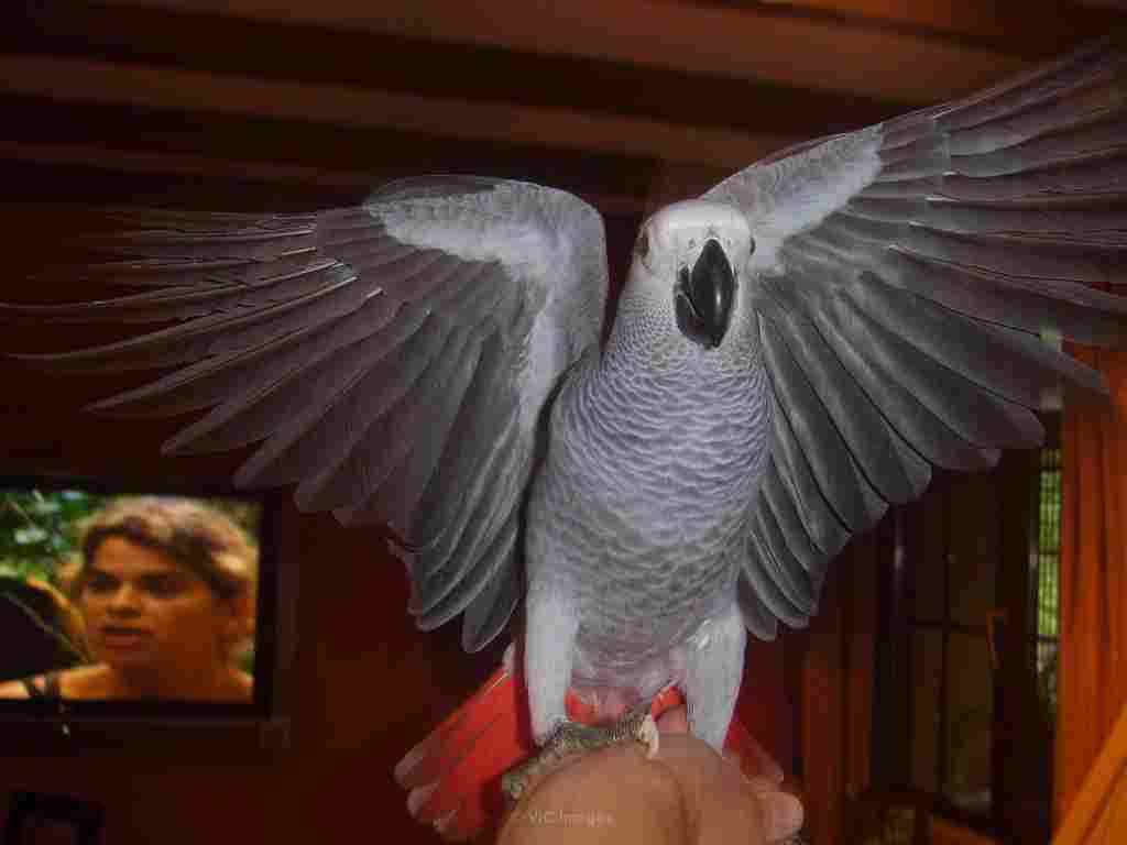 BEAUTIFUL PARROTS FOR SALE