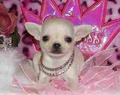chiots chihuahua mini