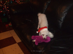 LOST WHITE MINIATURE POODLE
