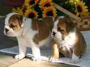 Twin adorable baby english bulldog puppies for a loving family