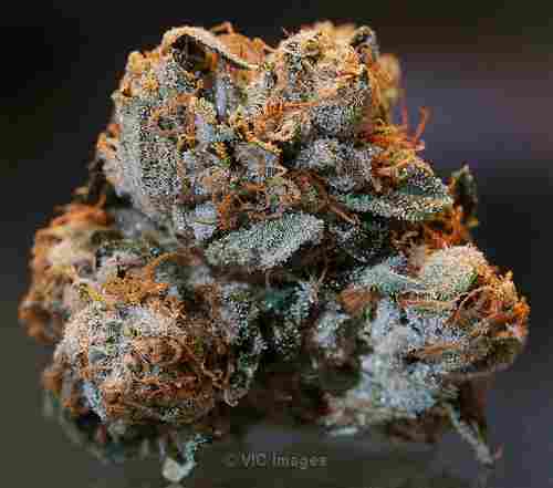 kush of all strains and best quality available