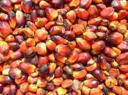 Refined and Crude : Palm oil , Sunflower oil , Soyabean Oil
