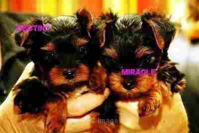 Home raised teacup yorkie puppies for free adoption
