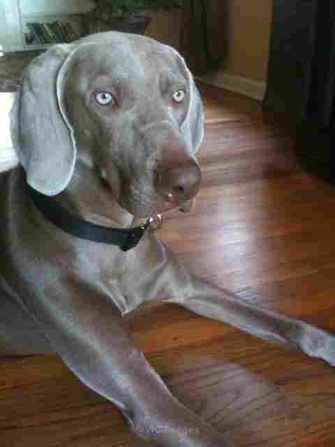 AKC Weimaraner Puppies